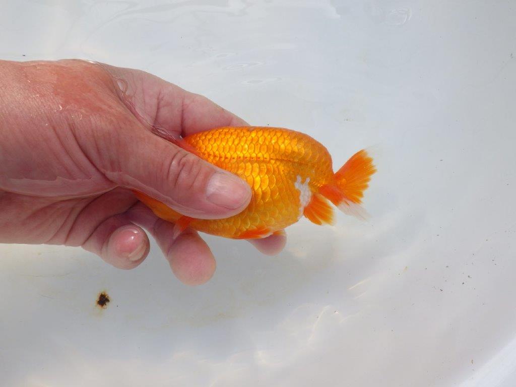 【岡山村上暢彦氏】尾の雰囲気が良い明け二歳らんちゅう約12㎝ メス？