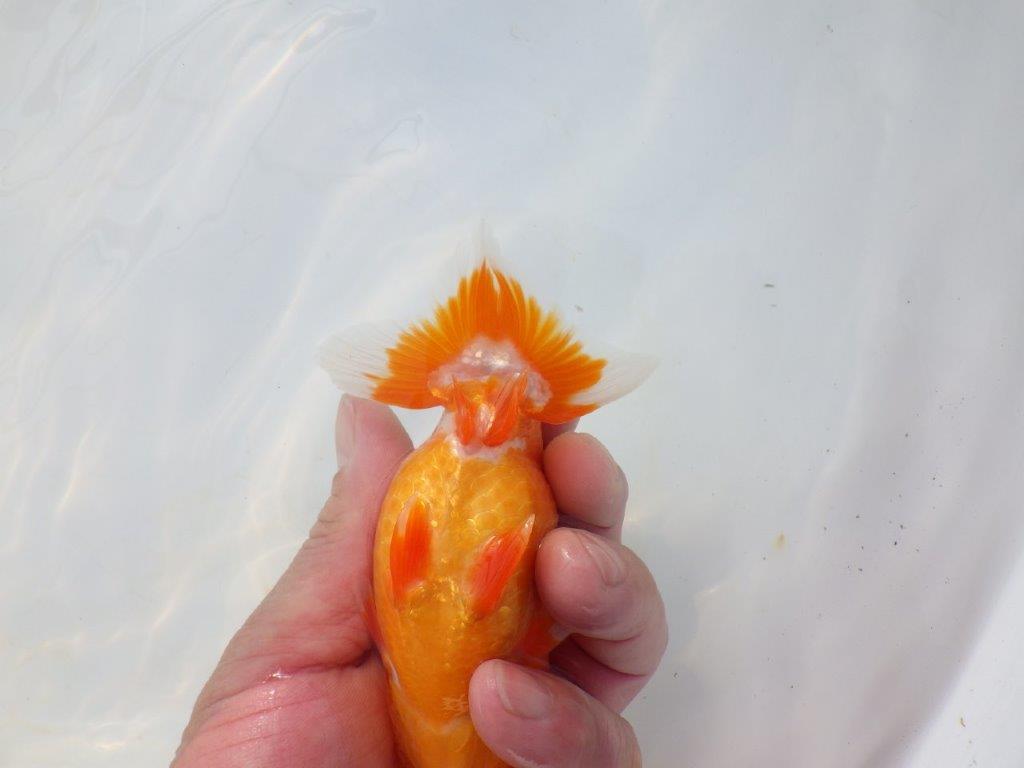 【岡山村上暢彦氏】尾の雰囲気が良い明け二歳らんちゅう約12㎝ メス？