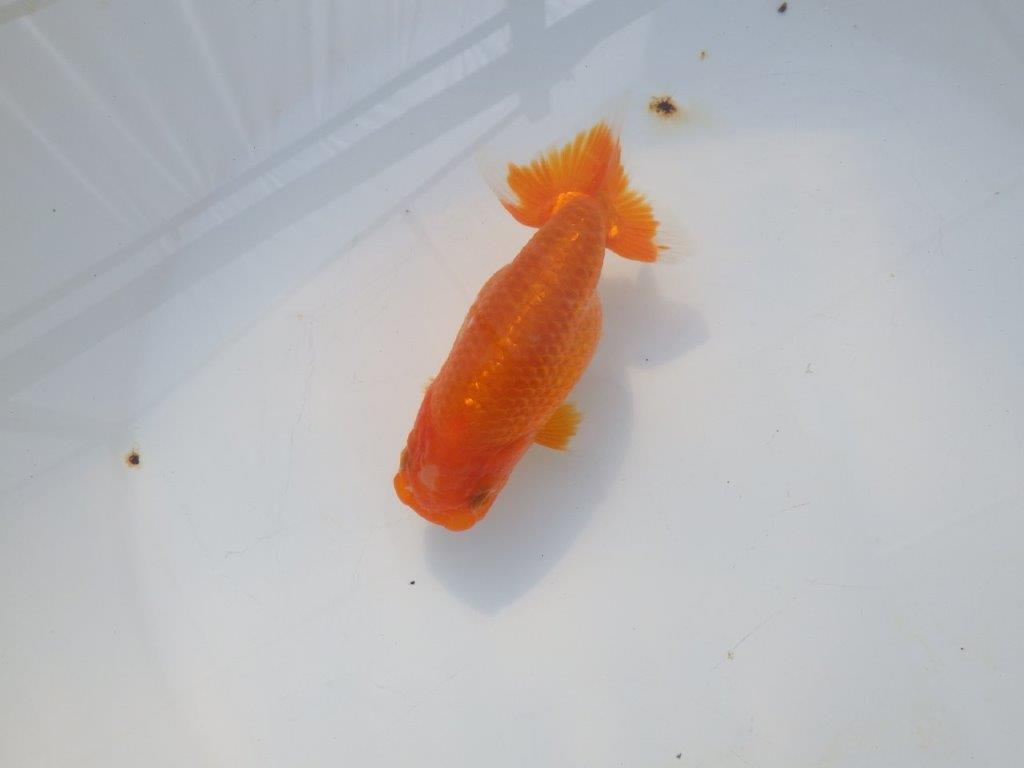 【岡山村上暢彦氏】尾の雰囲気が良い明け二歳らんちゅう約12㎝ メス？