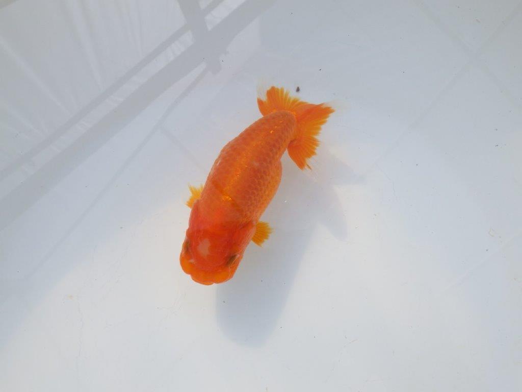 【岡山村上暢彦氏】尾の雰囲気が良い明け二歳らんちゅう約12㎝ メス？