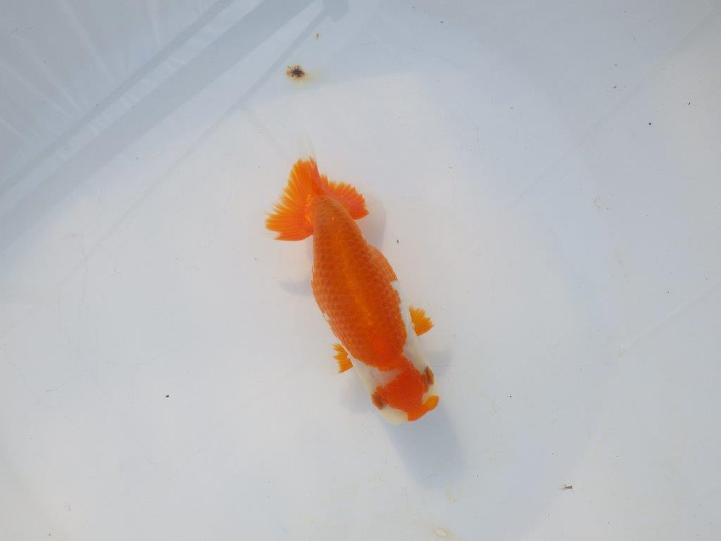 【岡山村上暢彦氏】かわいい柄の更紗明け二歳らんちゅう約12,5㎝ メス？