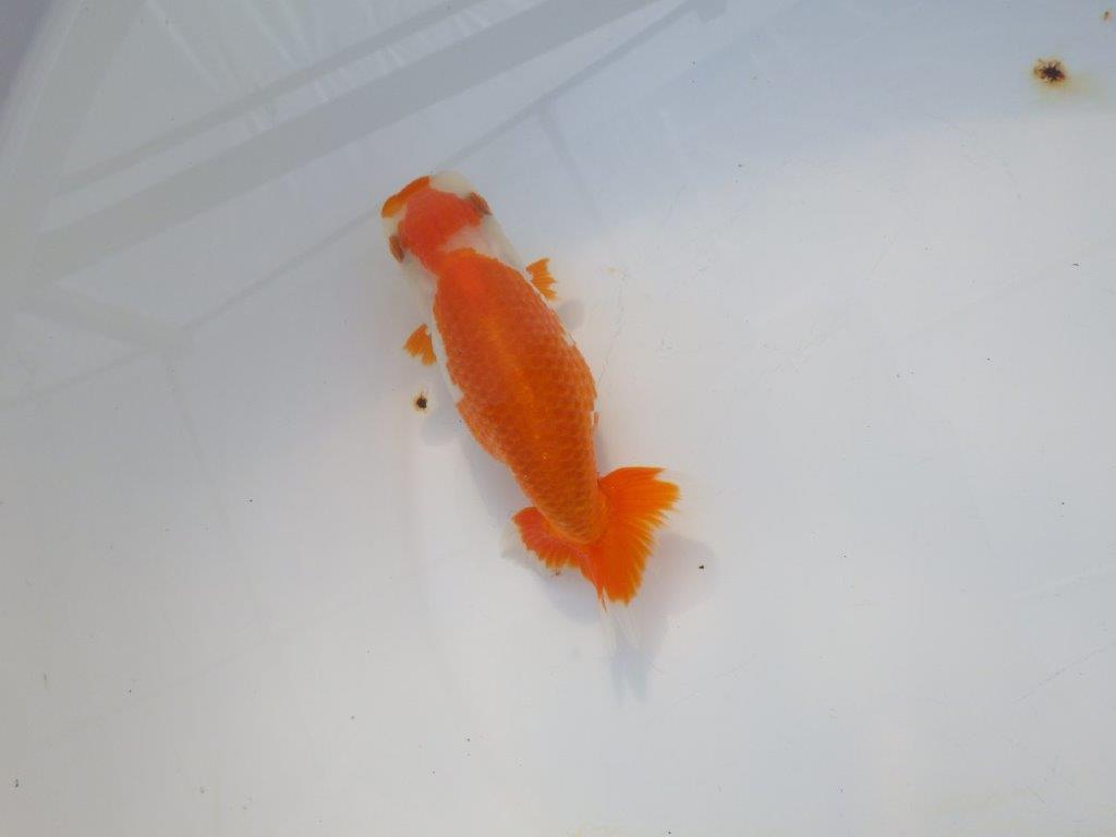 【岡山村上暢彦氏】かわいい柄の更紗明け二歳らんちゅう約12,5㎝ メス？