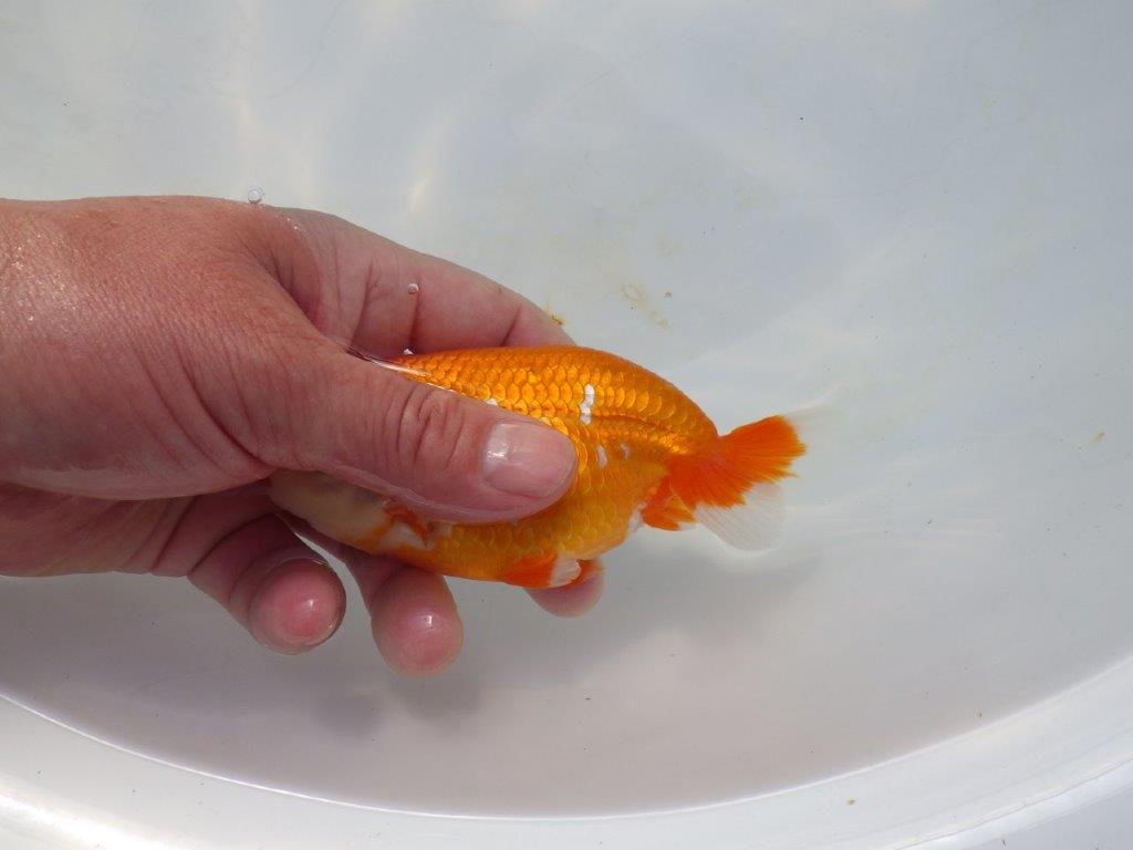 【岡山村上暢彦氏】かわいい柄の更紗明け二歳らんちゅう約12,5㎝ メス？