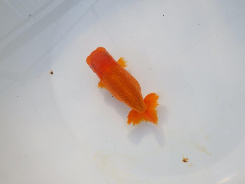 【岡山村上暢彦氏】頭＆尾の雰囲気が良い明け二歳らんちゅう約12㎝ メス？