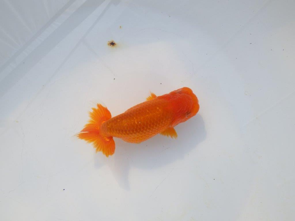 【岡山村上暢彦氏】頭＆尾の雰囲気が良い明け二歳らんちゅう約12㎝ メス？