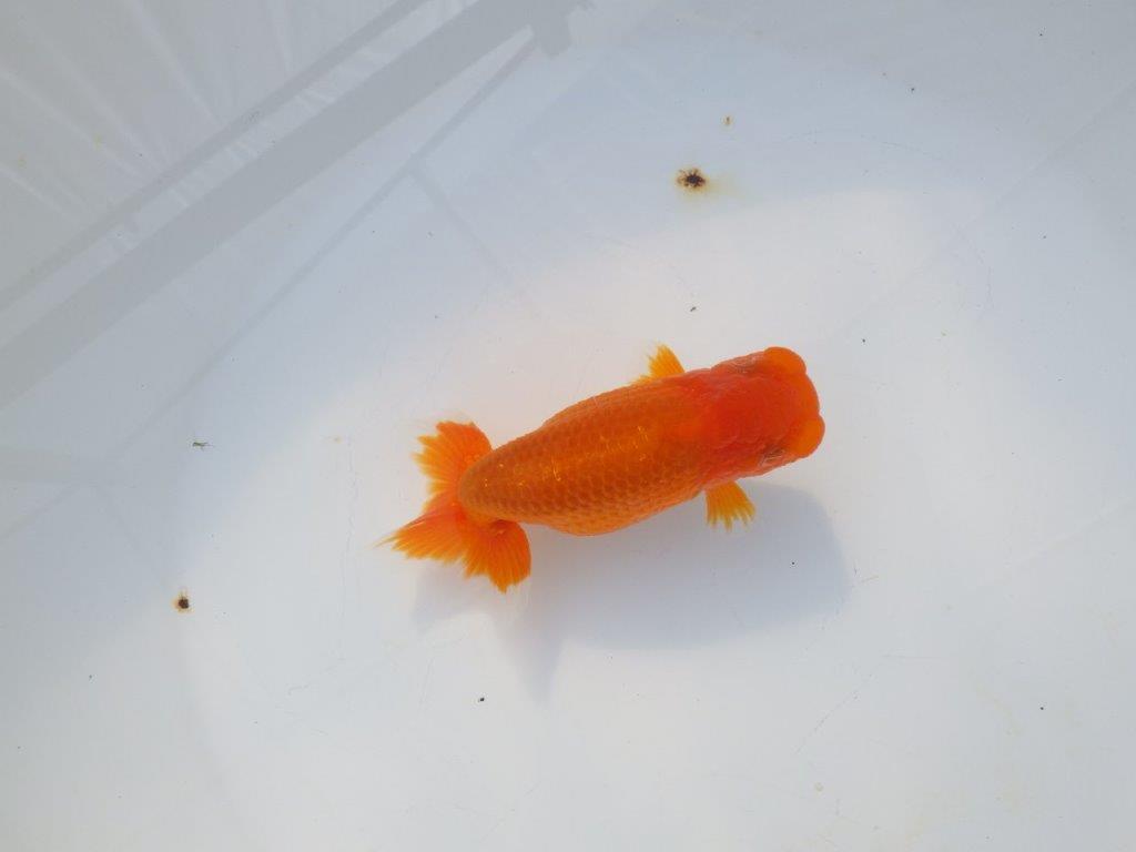 【岡山村上暢彦氏】頭＆尾の雰囲気が良い明け二歳らんちゅう約12㎝ メス？