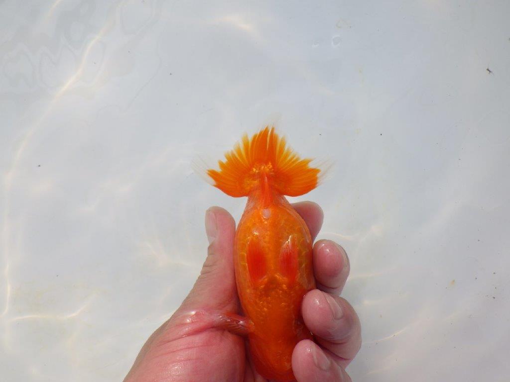 【岡山村上暢彦氏】頭＆尾の雰囲気が良い明け二歳らんちゅう約12㎝ メス？