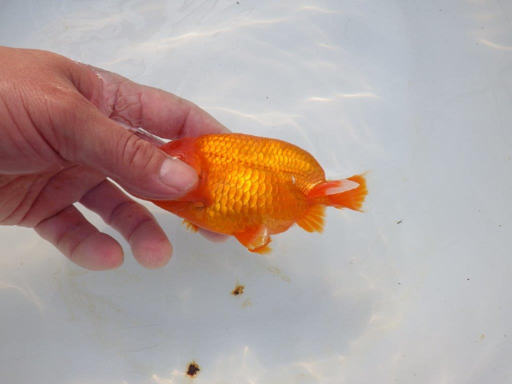 【岡山村上暢彦氏】頭＆尾の雰囲気が良い明け二歳らんちゅう約12㎝ メス？