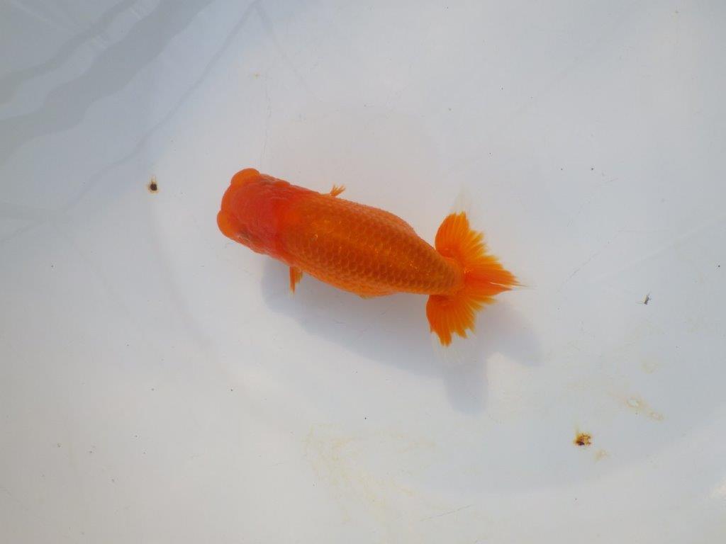 【岡山村上暢彦氏】頭＆尾の雰囲気が良い明け二歳らんちゅう約12㎝ メス？