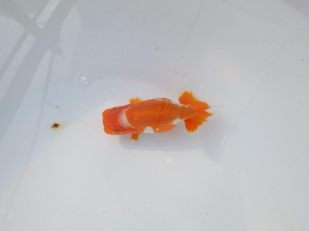 【岡山村上暢彦氏】綺麗な柄の更紗明け二歳らんちゅう約11,5㎝ メス?