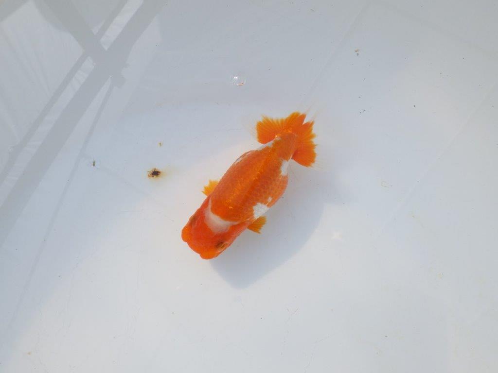 【岡山村上暢彦氏】綺麗な柄の更紗明け二歳らんちゅう約11,5㎝ メス?