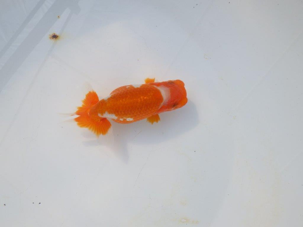 【岡山村上暢彦氏】綺麗な柄の更紗明け二歳らんちゅう約11,5㎝ メス?