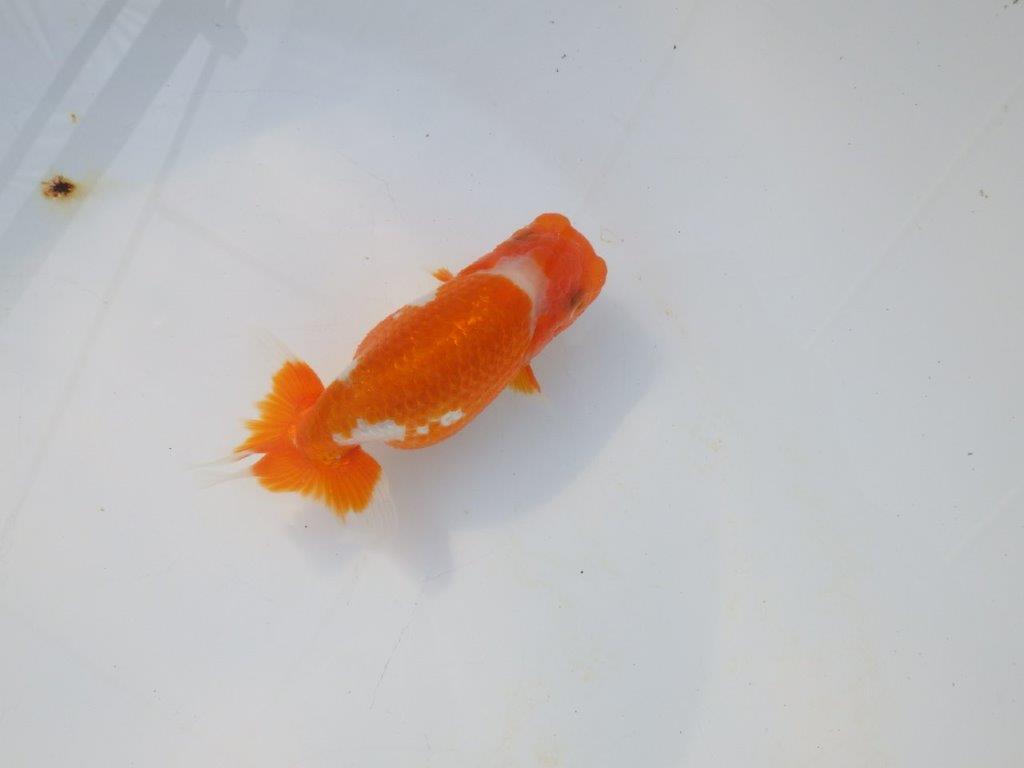 【岡山村上暢彦氏】綺麗な柄の更紗明け二歳らんちゅう約11,5㎝ メス？