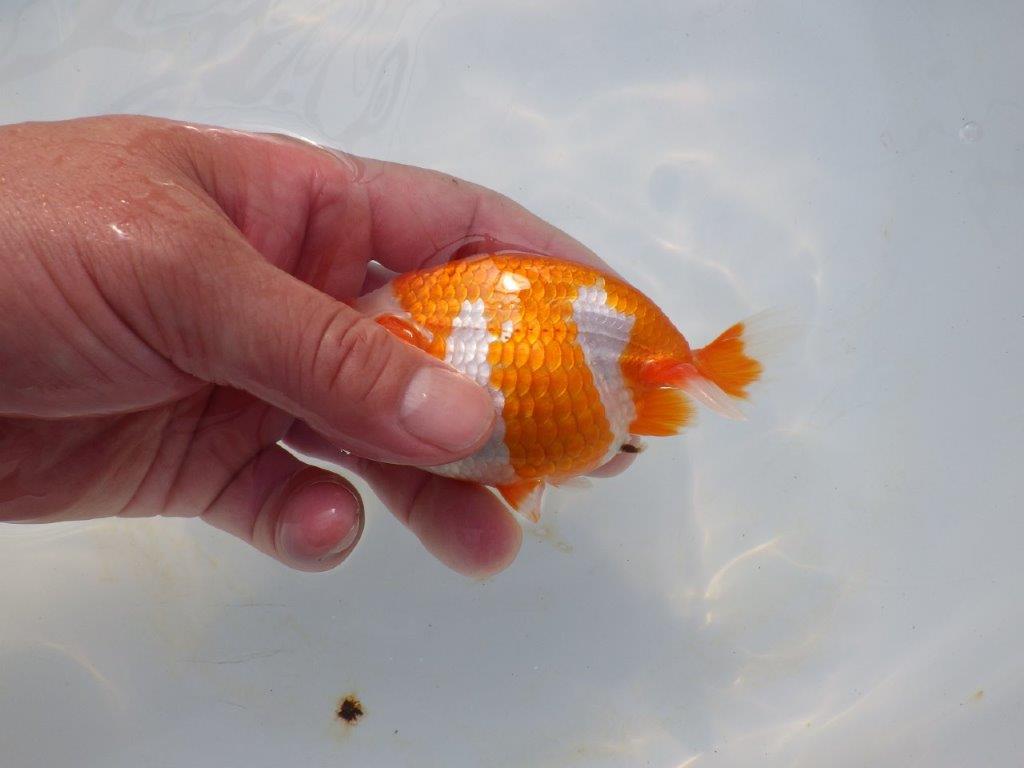 【岡山村上暢彦氏】綺麗な柄の更紗明け二歳らんちゅう約11,5㎝ メス?