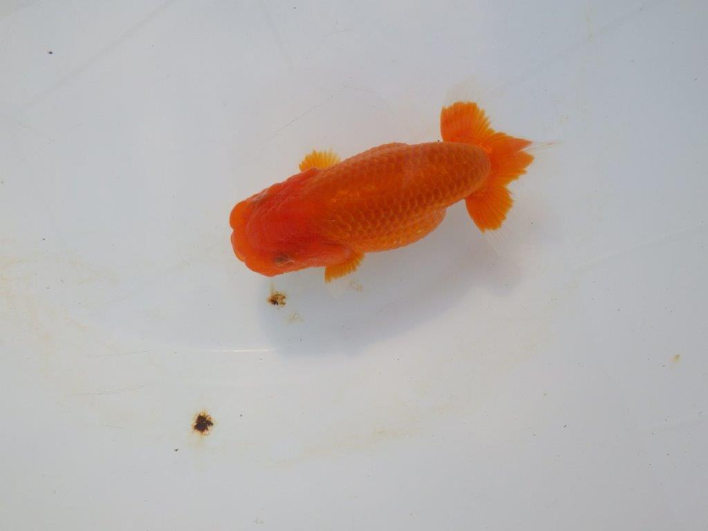 【岡山村上暢彦氏】今後に期待の明け二歳らんちゅう約12㎝ メス?