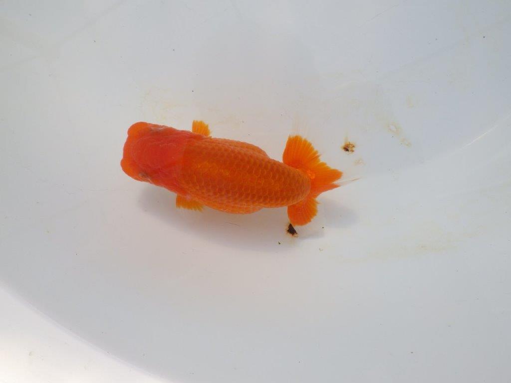 【岡山村上暢彦氏】今後に期待の明け二歳らんちゅう約12㎝ メス?