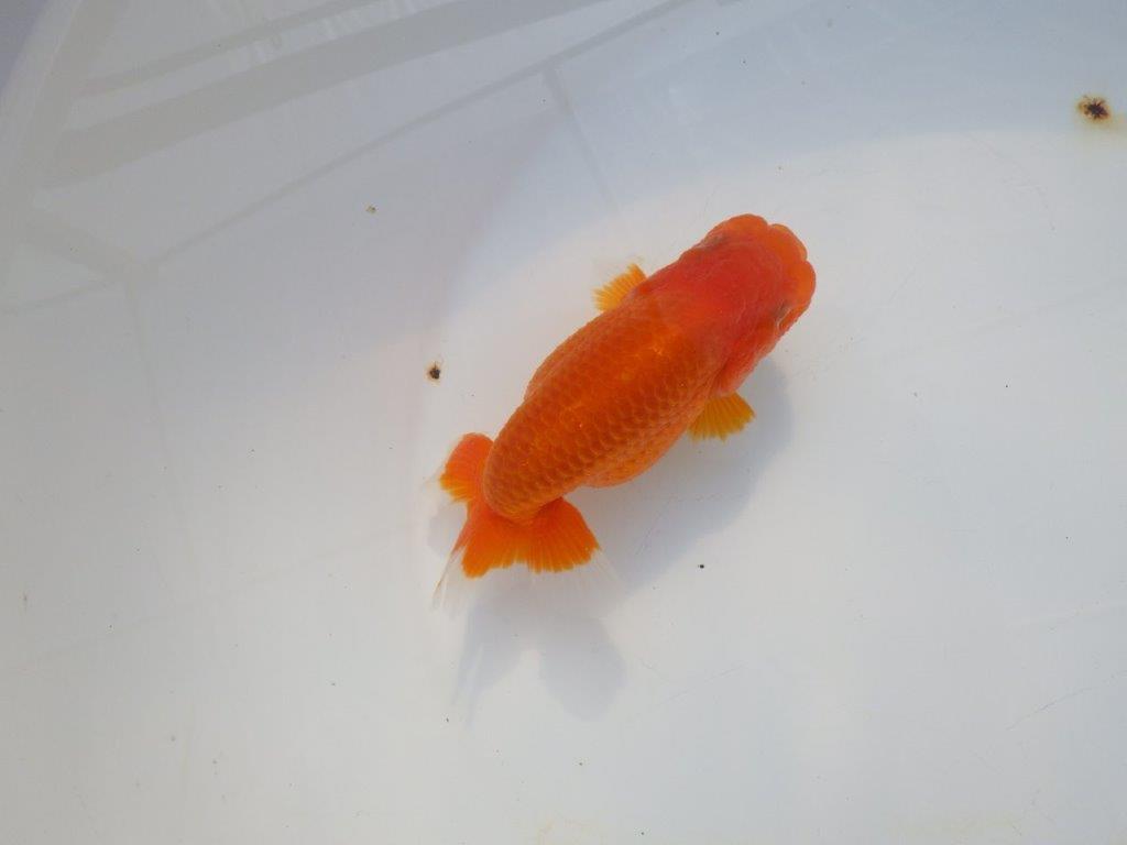 【岡山村上暢彦氏】今後に期待の明け二歳らんちゅう約12㎝ メス?