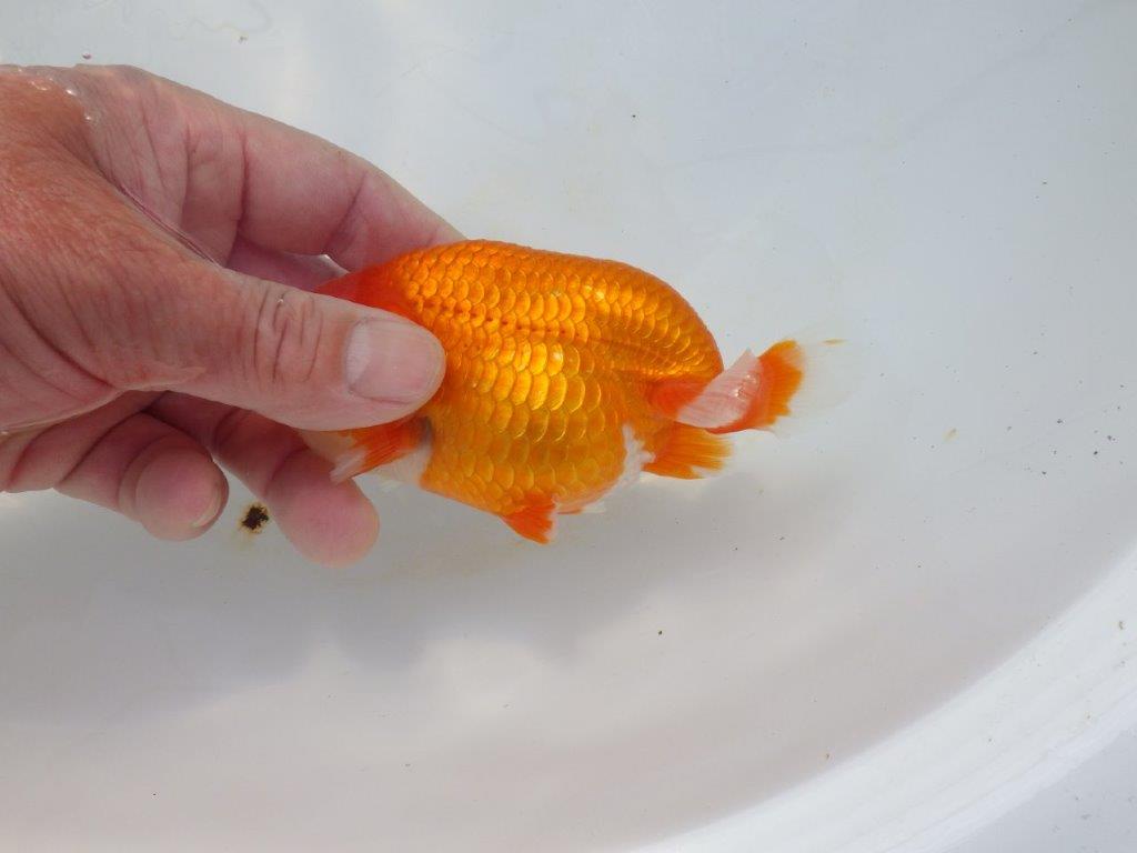 【岡山村上暢彦氏】今後に期待の明け二歳らんちゅう約12㎝ メス?