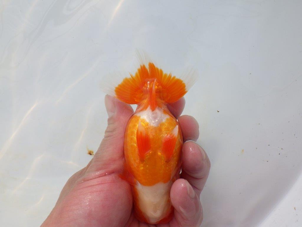 【岡山村上暢彦氏】今後に期待の明け二歳らんちゅう約12㎝ メス?