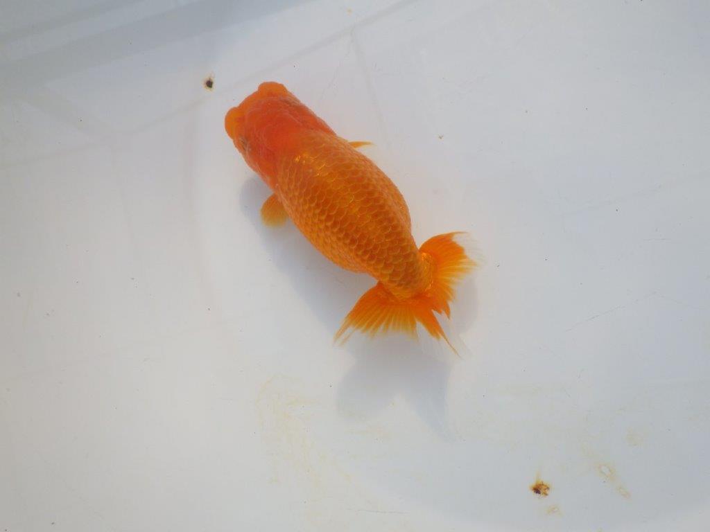 【岡山村上暢彦氏】飼い込みお勧めの明け二歳らんちゅう約12㎝ メス？