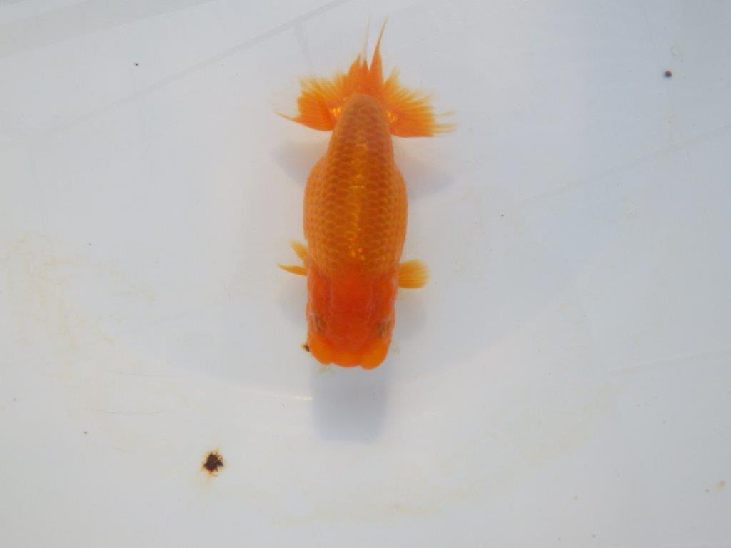 【岡山村上暢彦氏】飼い込みお勧めの明け二歳らんちゅう約12㎝ メス？