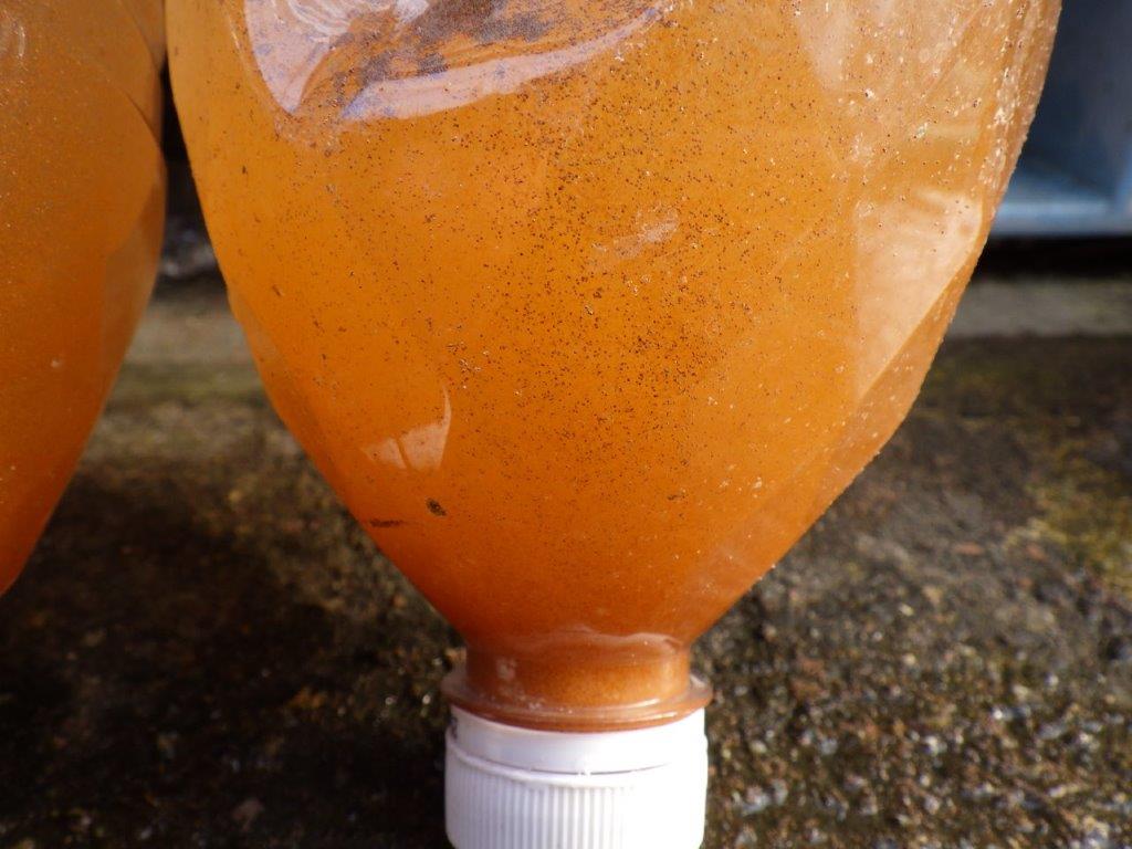 沸きすぎ注意！ブラインシュリンプ４５４ｇ　孵化率９０％以上