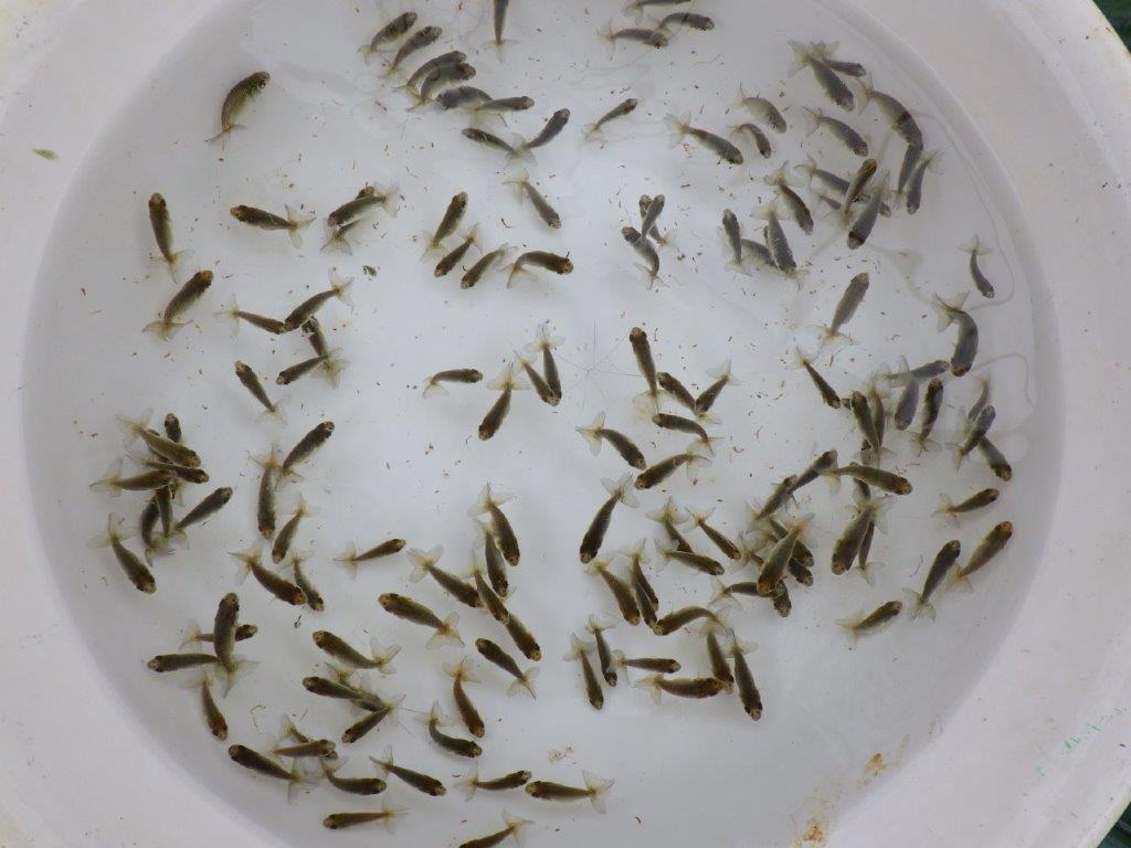 【全国大会東大関獲得系統 】ヒーター加温なしで管理中の観賞用青仔50尾セット