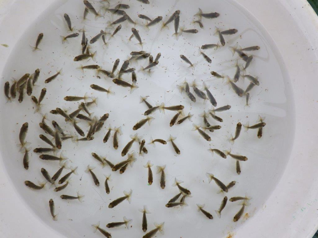 【全国大会東大関獲得系統 】ヒーター加温なしで管理中の観賞用青仔50尾セット