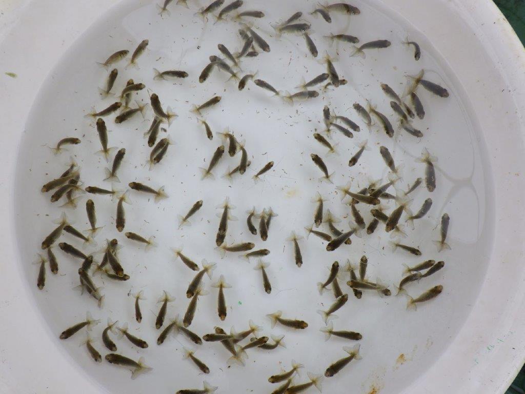 【全国大会東大関獲得系統 】ヒーター加温なしで管理中の観賞用青仔３０尾セット