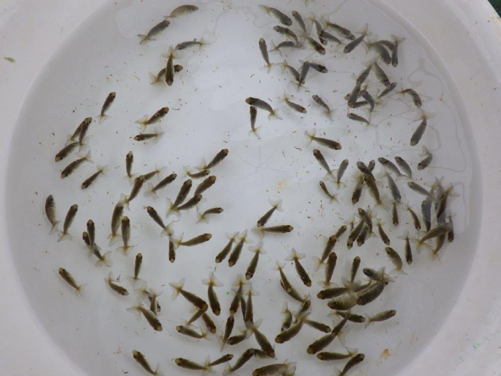 【全国大会東大関獲得系統 】ヒーター加温なしで管理中の観賞用青仔３０尾セット