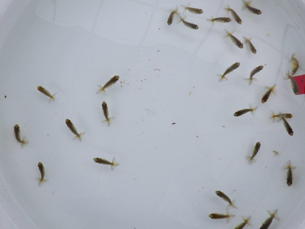 【全国大会東大関獲得系統 】入荷の中から尾張りの良い３０尾！限定２セット