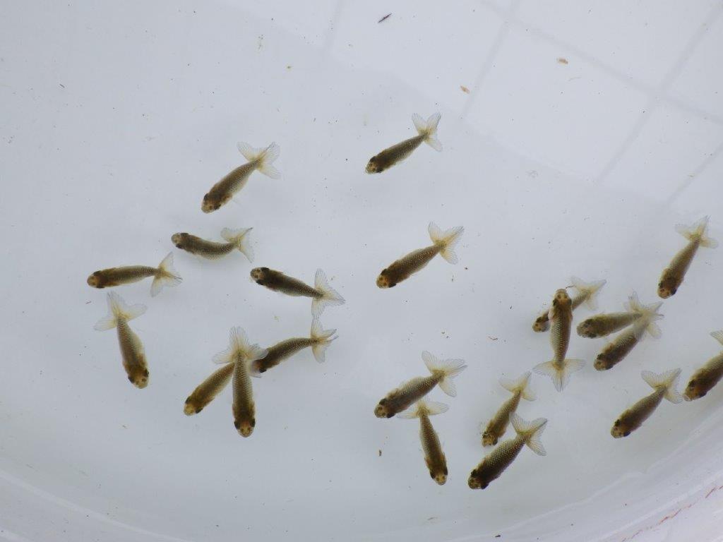 【全国大会東大関獲得系統 】入荷の中から尾張りの良い３０尾！限定２セット