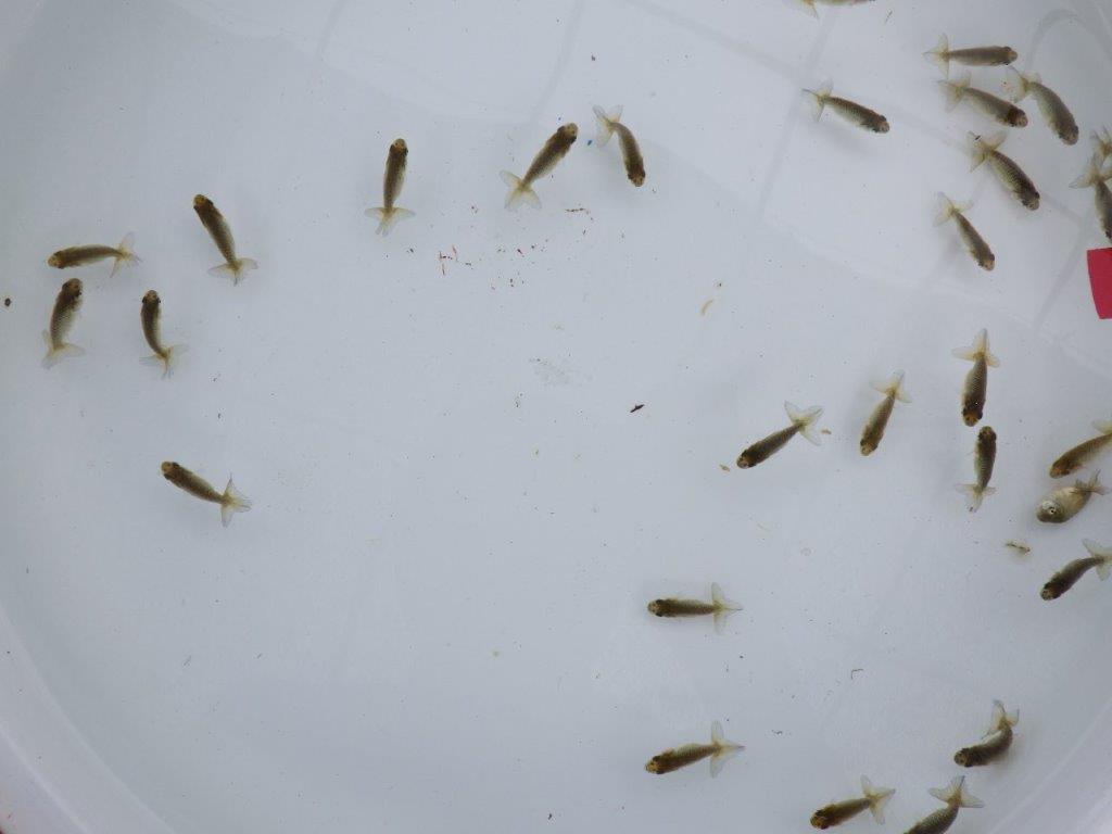 【全国大会東大関獲得系統 】入荷の中から尾張りの良い３０尾！限定２セット