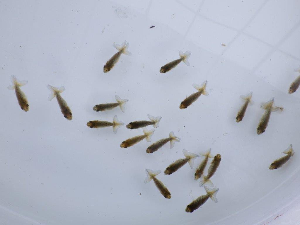 【全国大会東大関獲得系統 】入荷の中から尾張りの良い２０尾！限定２セット