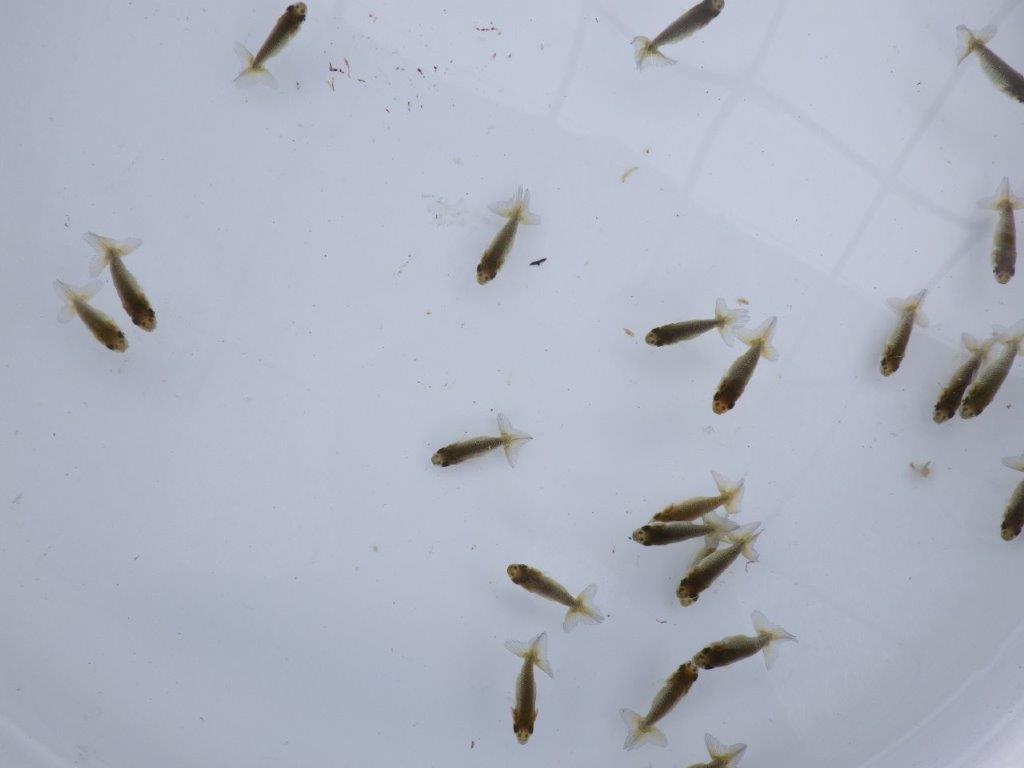 【全国大会東大関獲得系統 】入荷の中から尾張りの良い２０尾！限定２セット