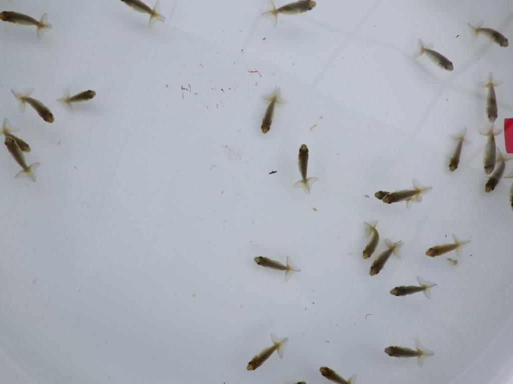 【全国大会東大関獲得系統 】入荷の中から尾張りの良い10尾!限定1セット