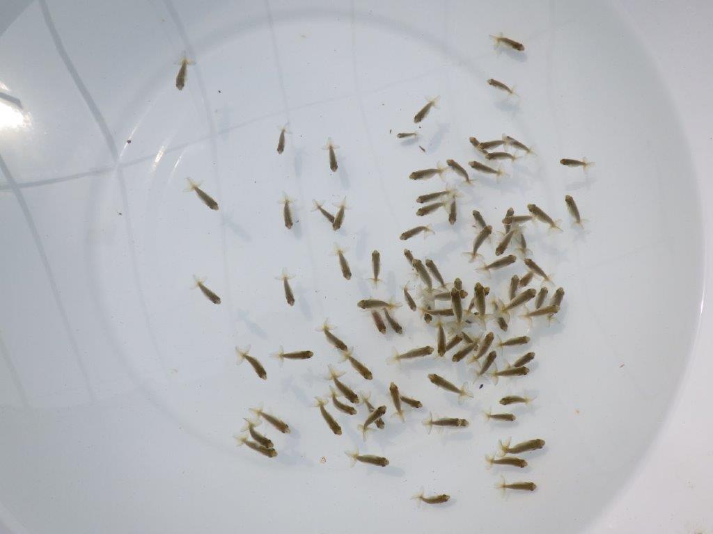 【愛知超優良系統 】２０２６年　観賞用お勧め青仔５０尾セット