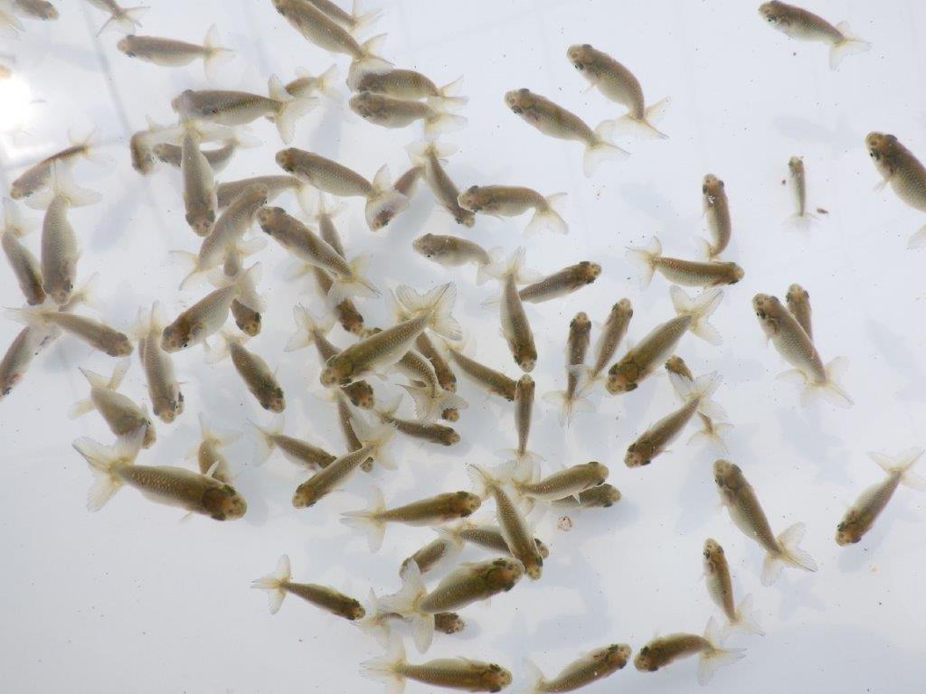 【愛知超優良系統 】２０２６年　観賞用お勧め青仔３０尾セット