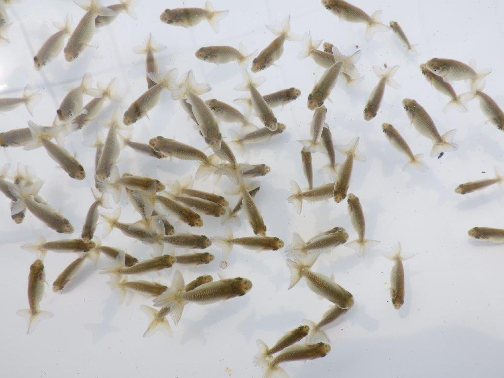 【愛知超優良系統 】２０２６年　観賞用お勧め青仔３０尾セットの上身