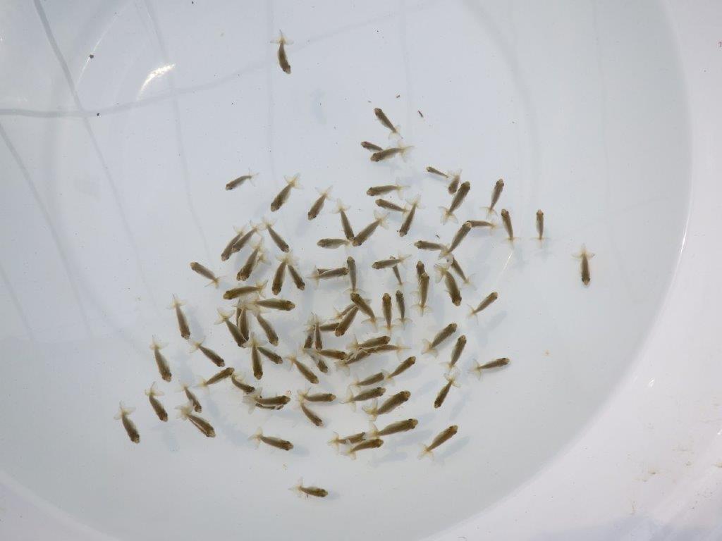 【愛知超優良系統 】2026年 入荷の中から尾張りの良い10尾セット