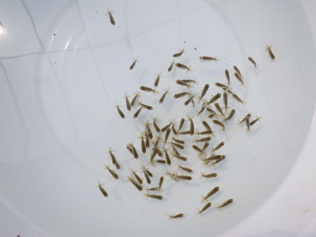 【愛知超優良系統 】完売・ご注文有難う御座いました!