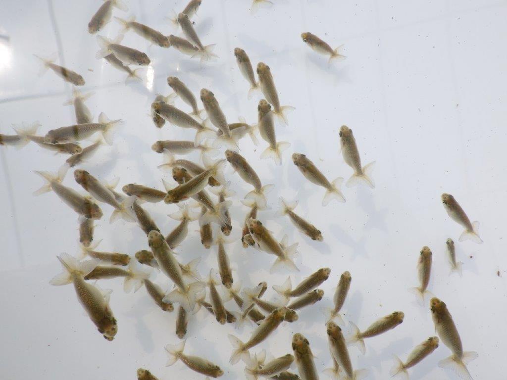 【愛知超優良系統 】完売・ご注文有難う御座いました！の上身