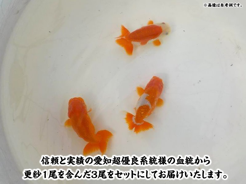 【春限定】愛知超優良系統 水槽飼育で映える！明け二歳魚三尾セット