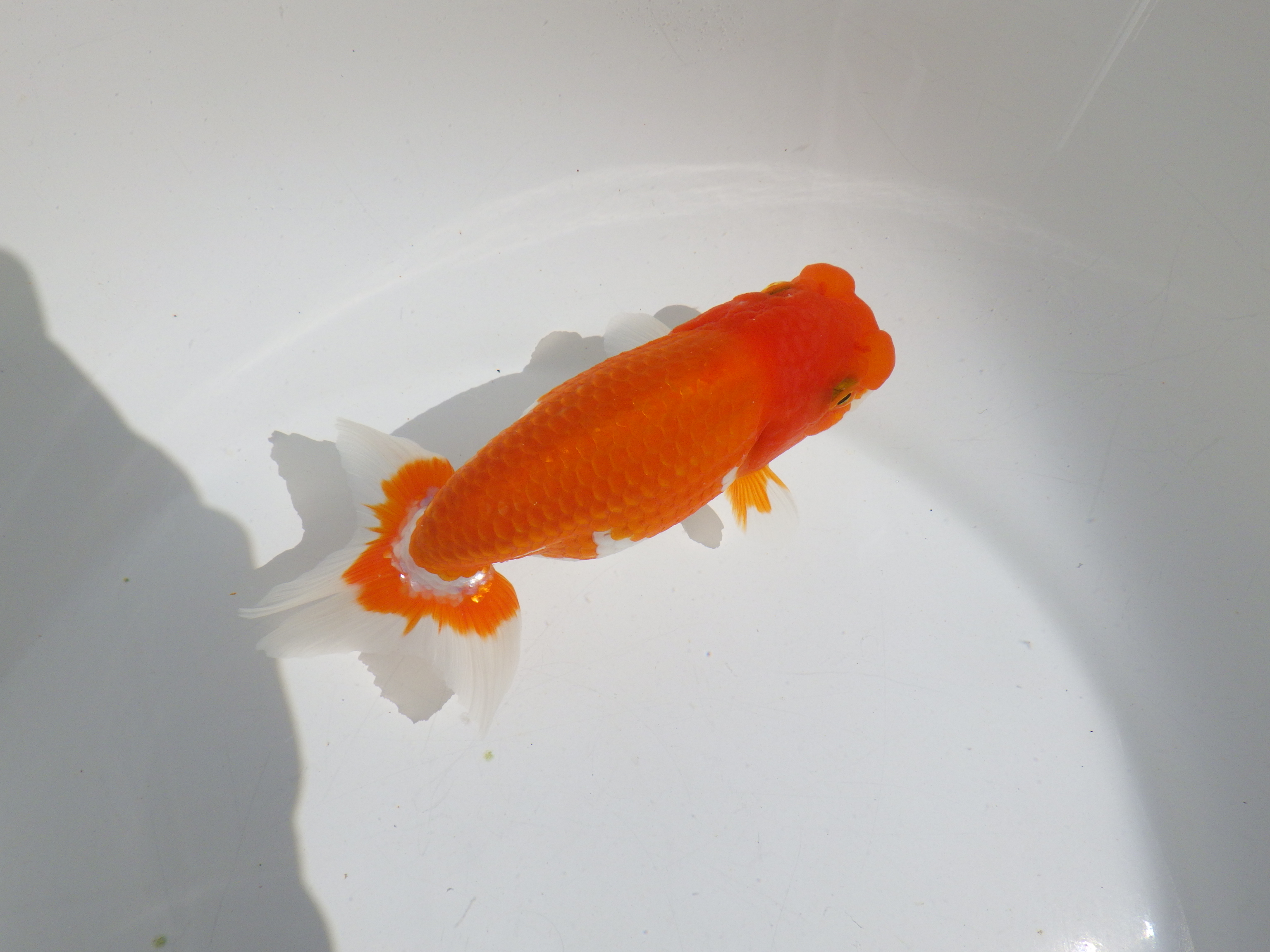 【岡山村上暢彦氏】素晴らしいフンタン！明け二歳らんちゅう約14㎝ メス？