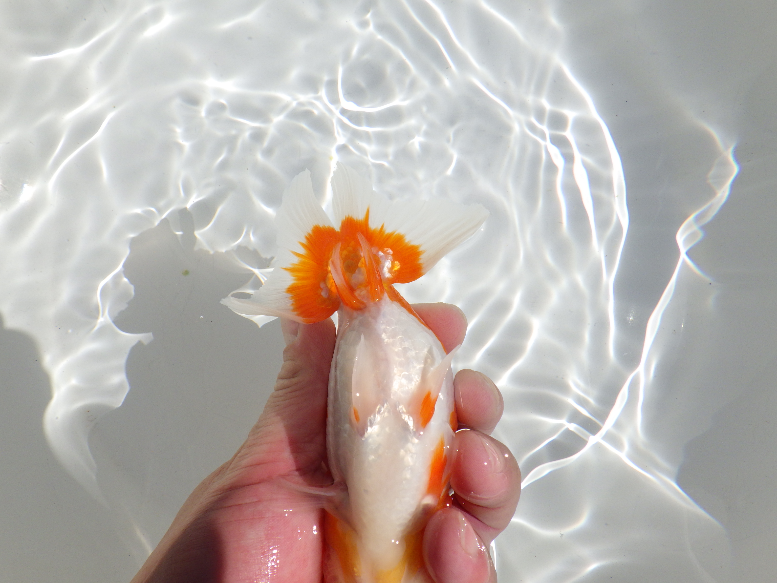 【岡山村上暢彦氏】素晴らしいフンタン！明け二歳らんちゅう約14㎝ メス？