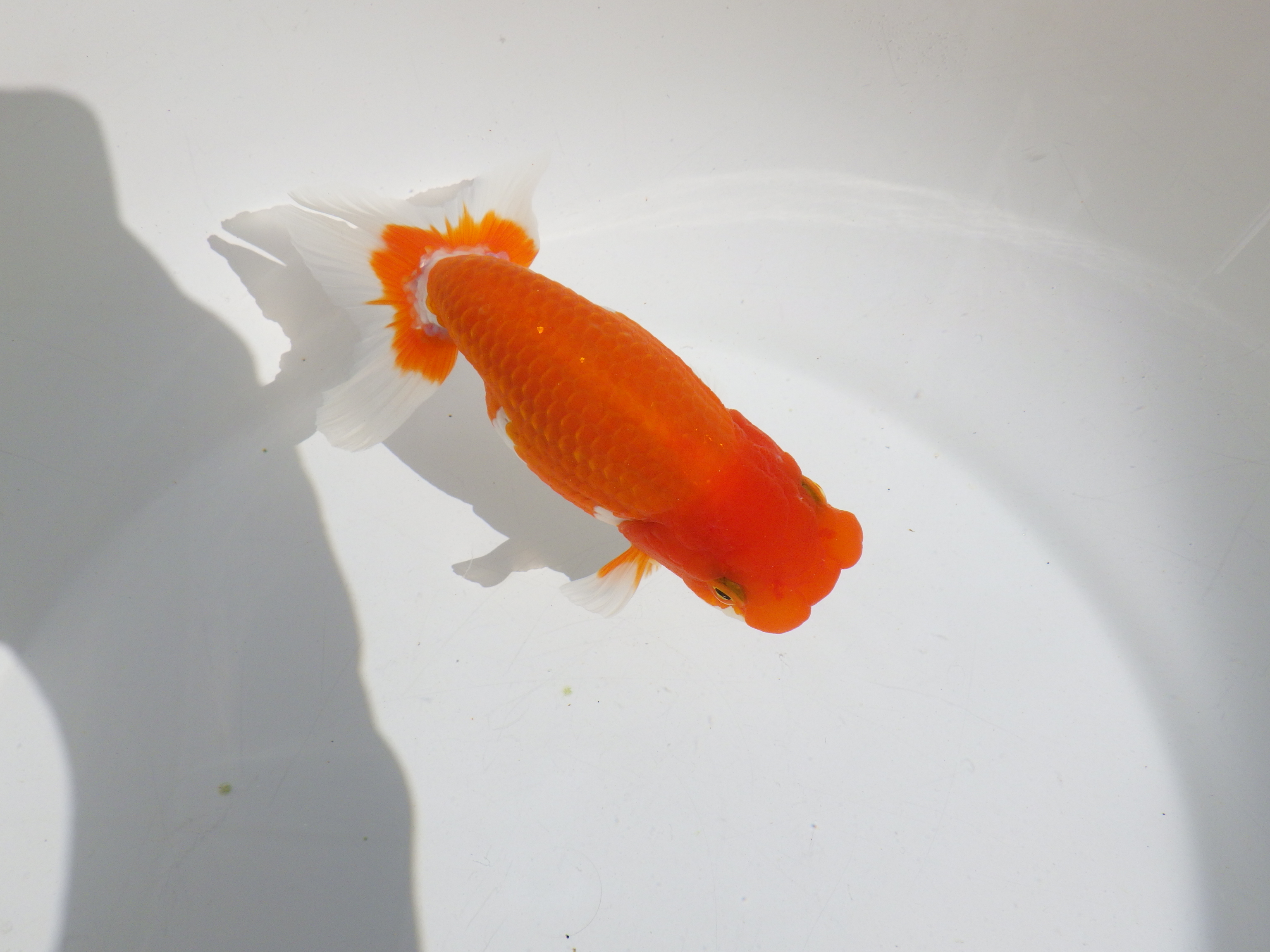 【岡山村上暢彦氏】素晴らしいフンタン！明け二歳らんちゅう約14㎝ メス？