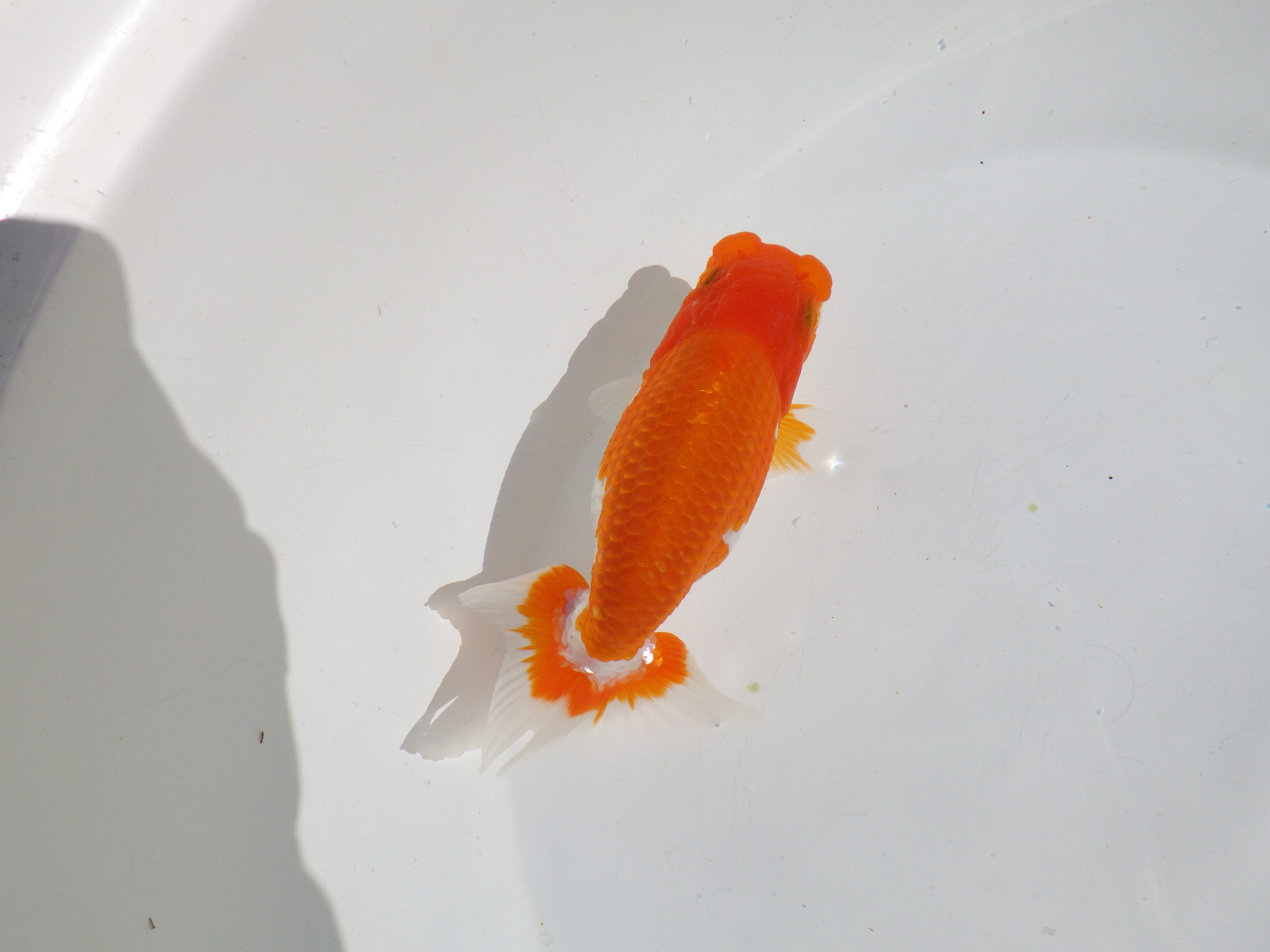 【岡山村上暢彦氏】素晴らしいフンタン！明け二歳らんちゅう約14㎝ メス？