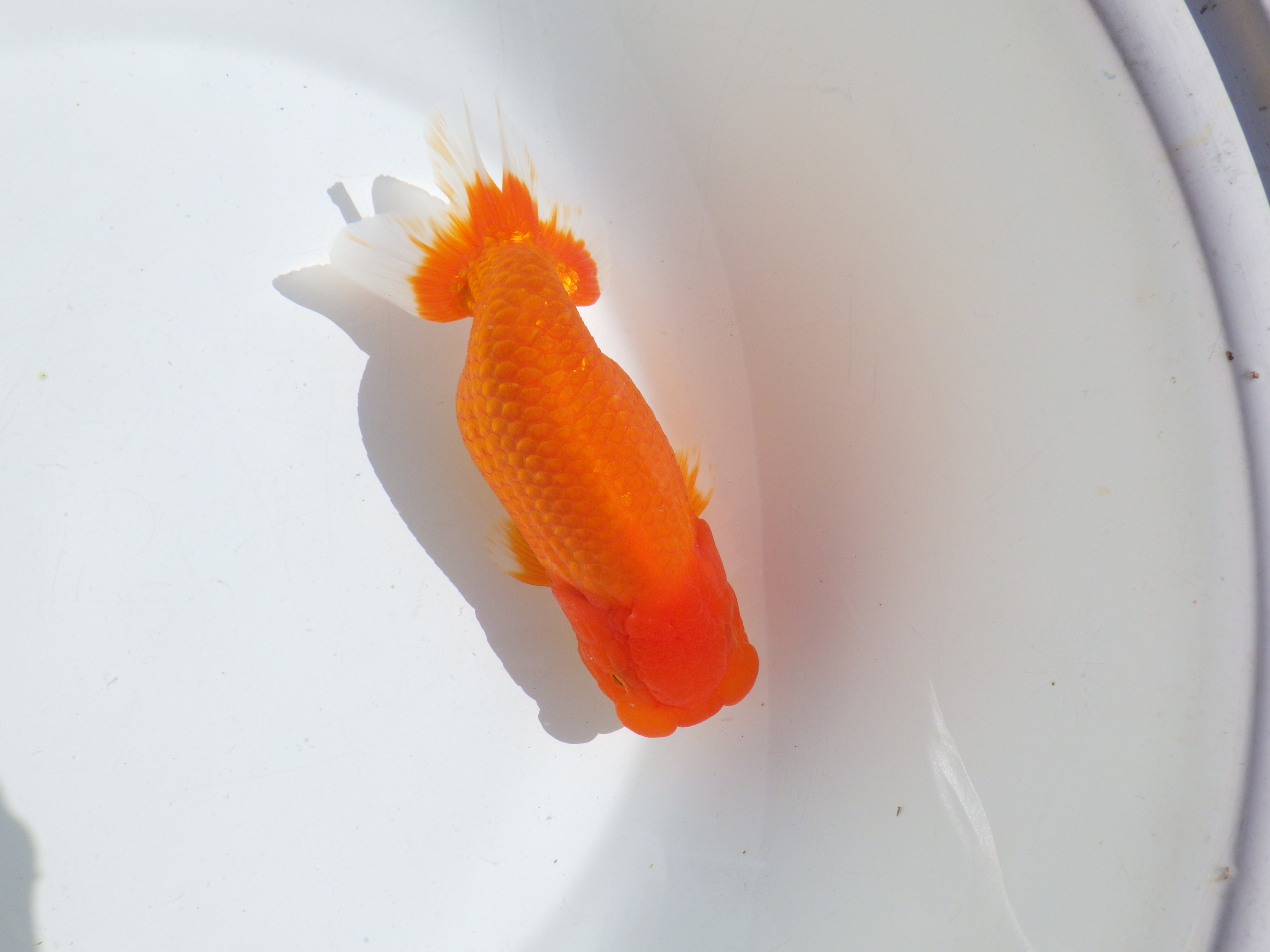 【岡山村上暢彦氏】水槽で横見が映える明け二歳らんちゅう約15,5㎝ メス？