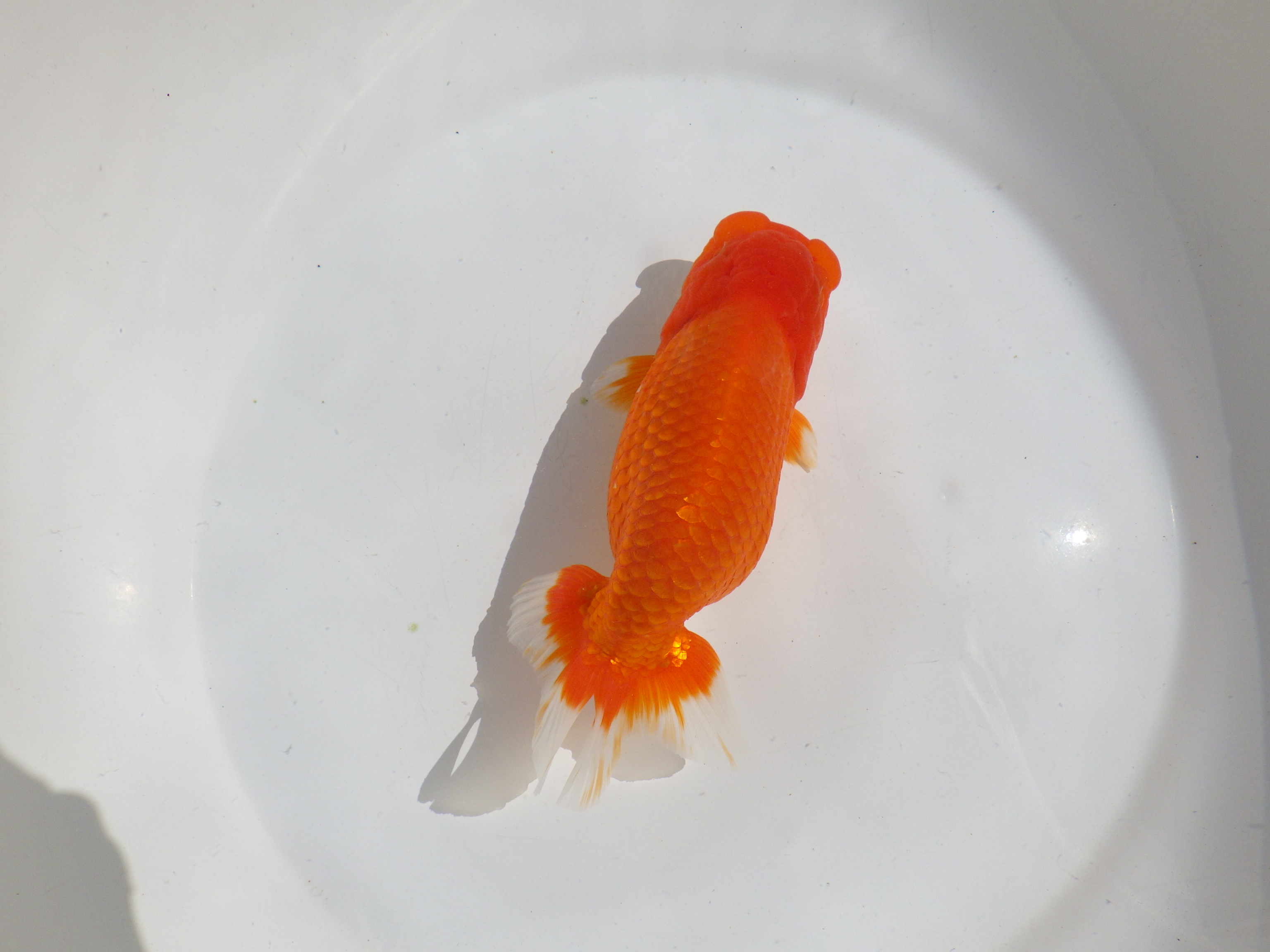 【岡山村上暢彦氏】水槽で横見が映える明け二歳らんちゅう約15,5㎝ メス？