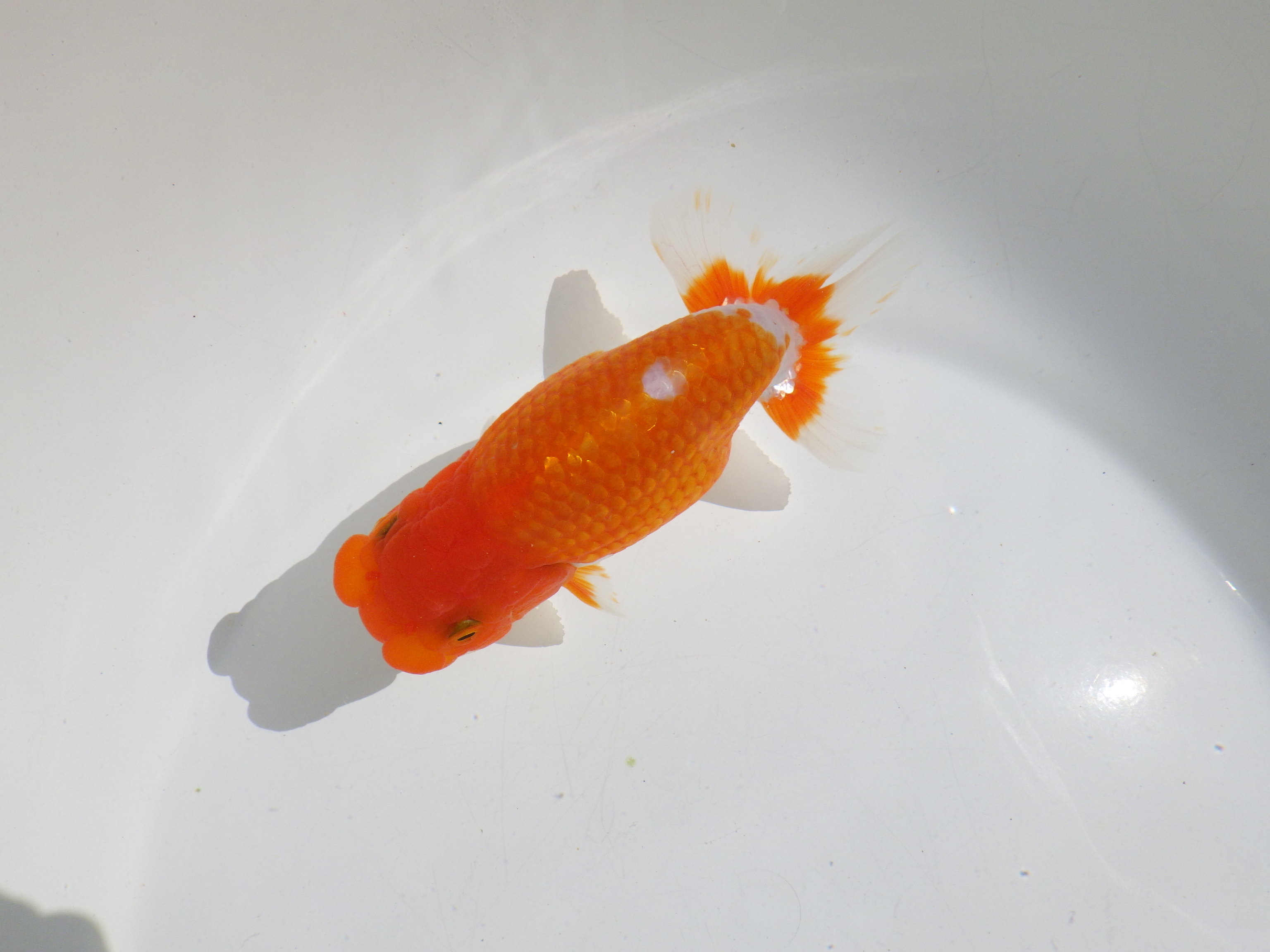 【岡山村上暢彦氏】頭・尾の雰囲気が良い明け二歳らんちゅう約14㎝ メス？